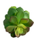 Artificial Small Afterglow Succulent - Natural Green