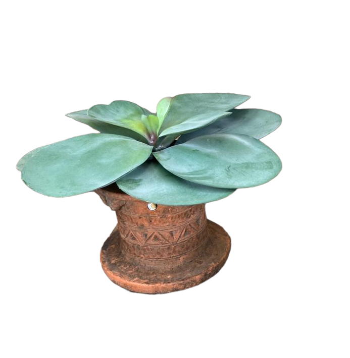 Indonesian Terracotta Circular Planter With Artificial Large Succulent
