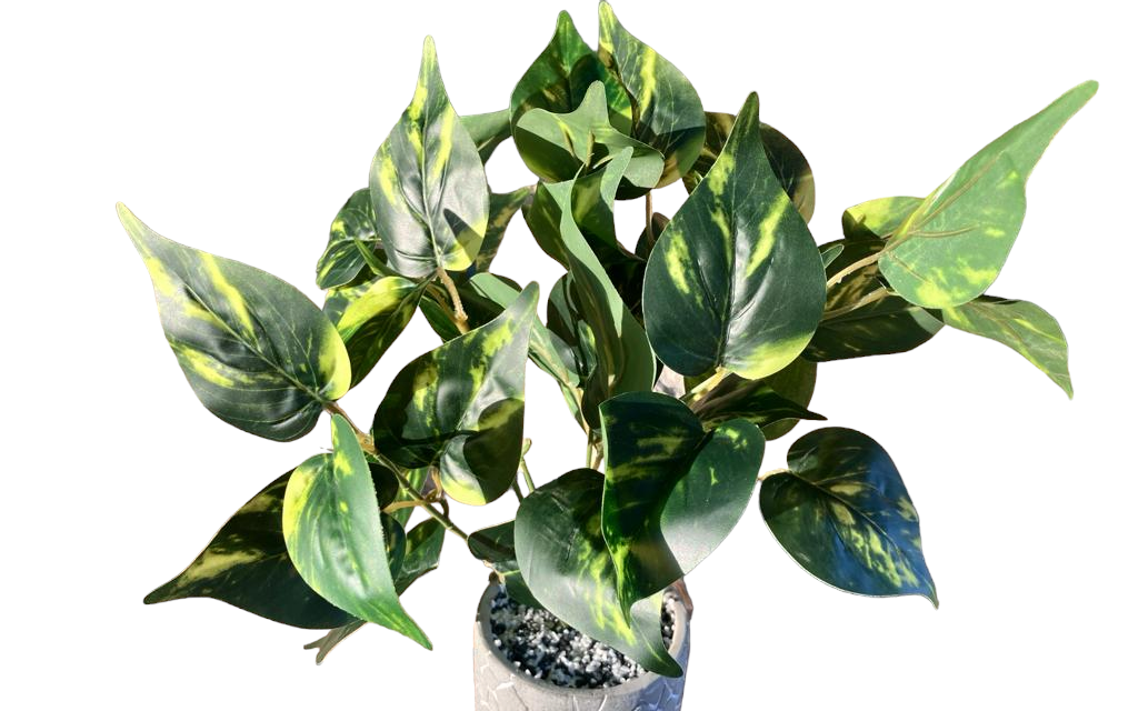 Philodendron Leaf Large Bunch With or Without Pot