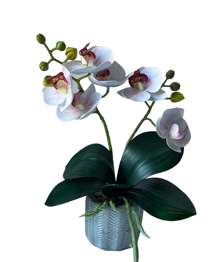 2 Stem Mini Phal Orchid Arrangement in Pale Pink - In Pot