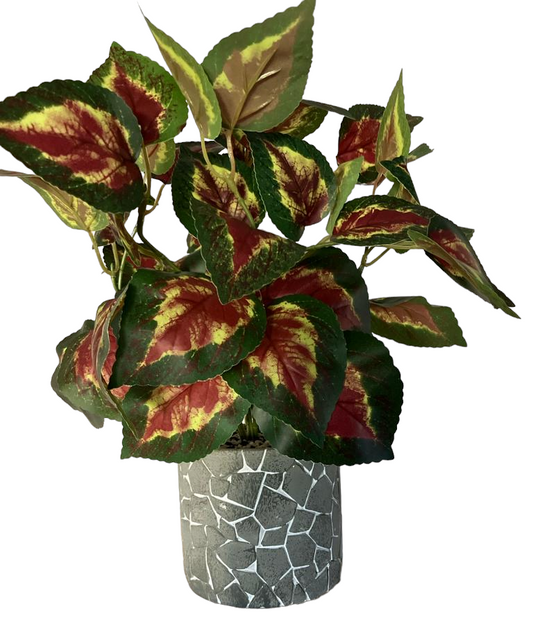 Coleus Orb Leaf Large Bunch With Or Without Pot