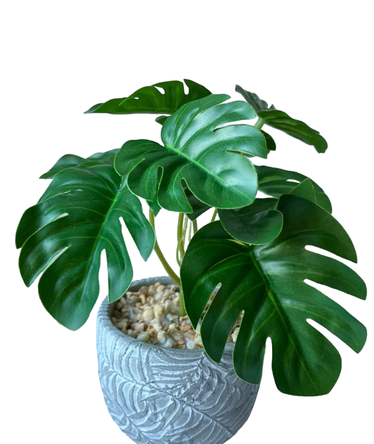 Mini Monstera Bunch with or without pot