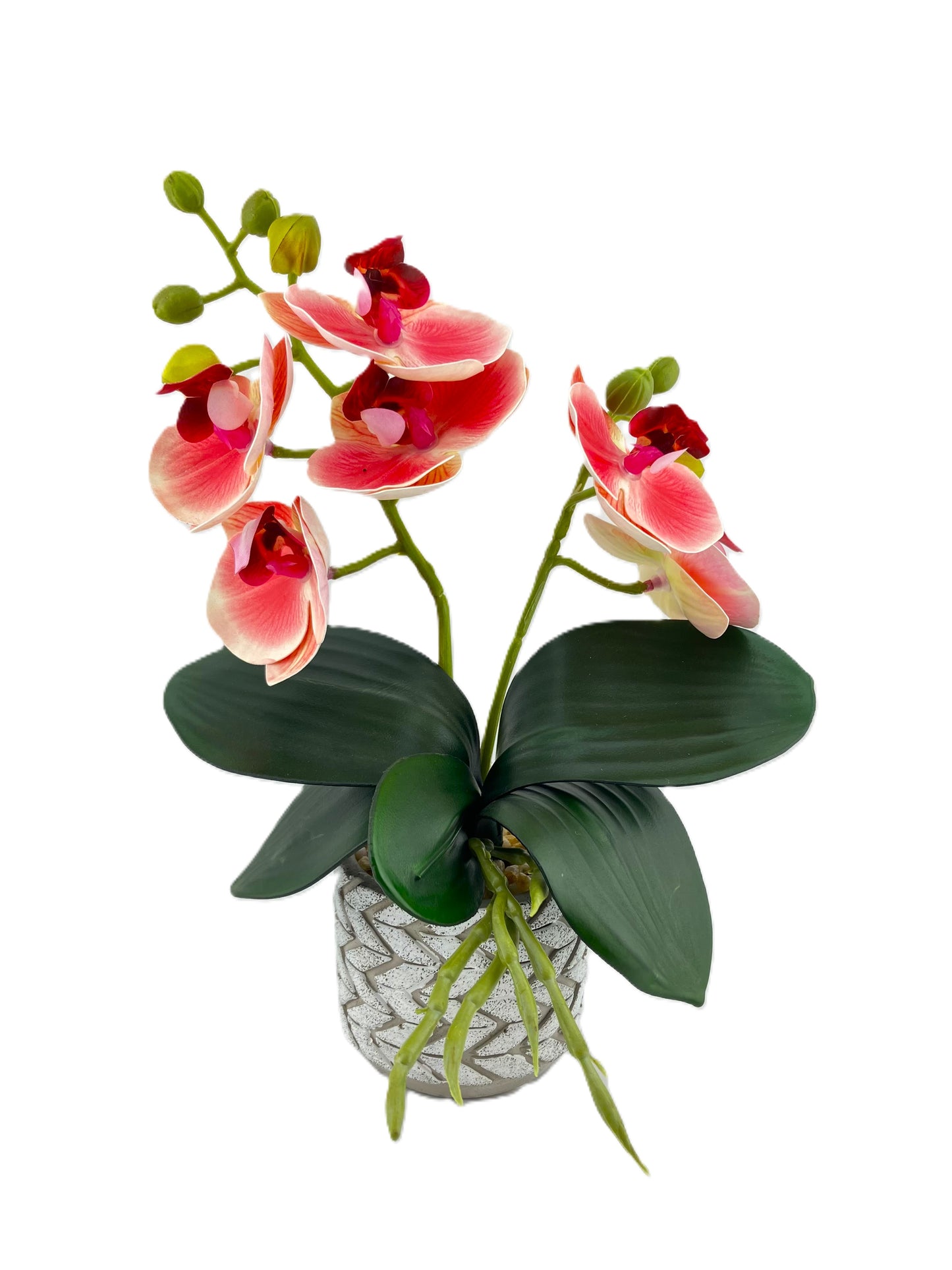 2 Stem Mini Phal Orchid Arrangement - Pink in Pot