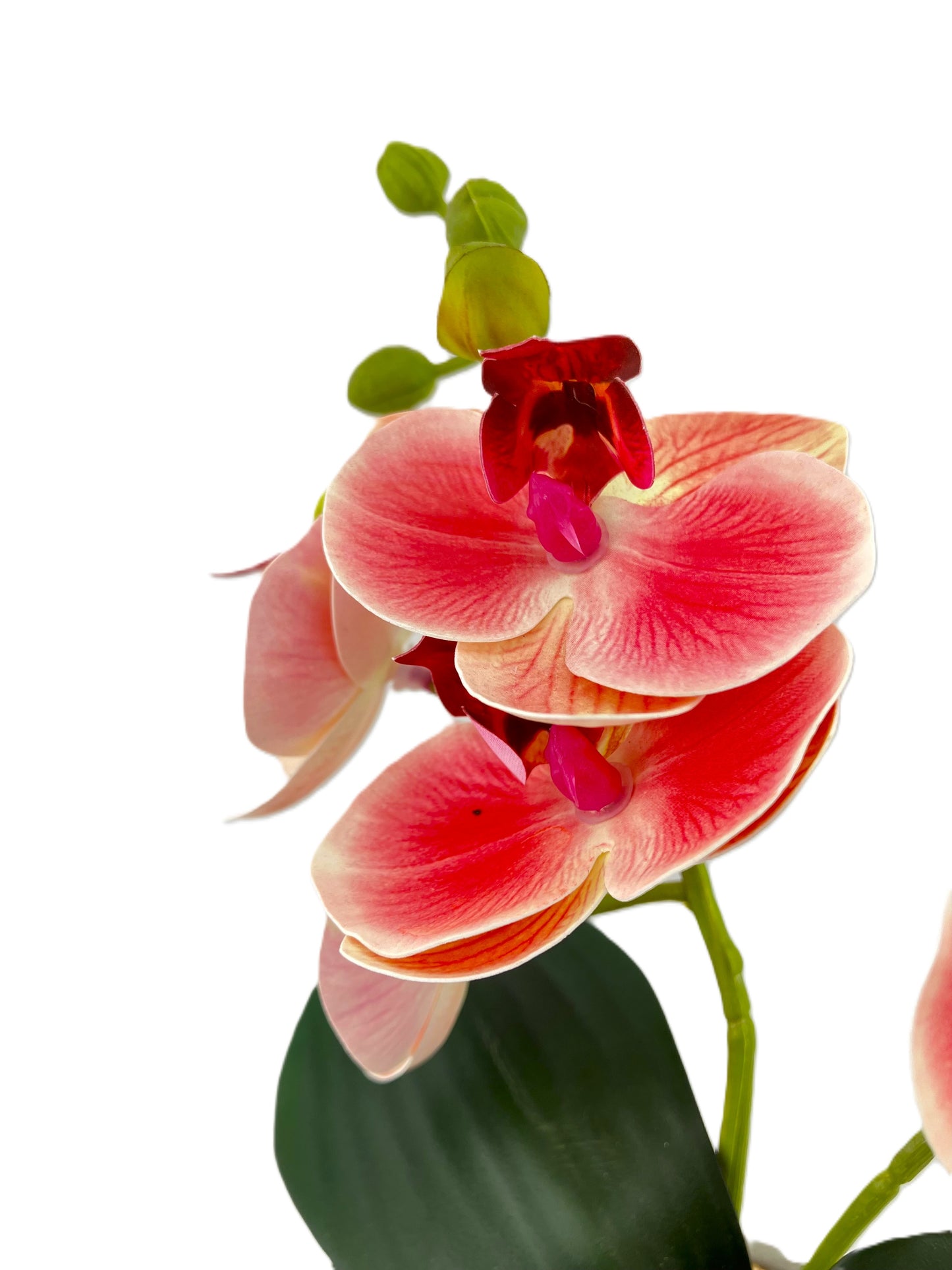 2 Stem Mini Phal Orchid Arrangement - Pink in Pot