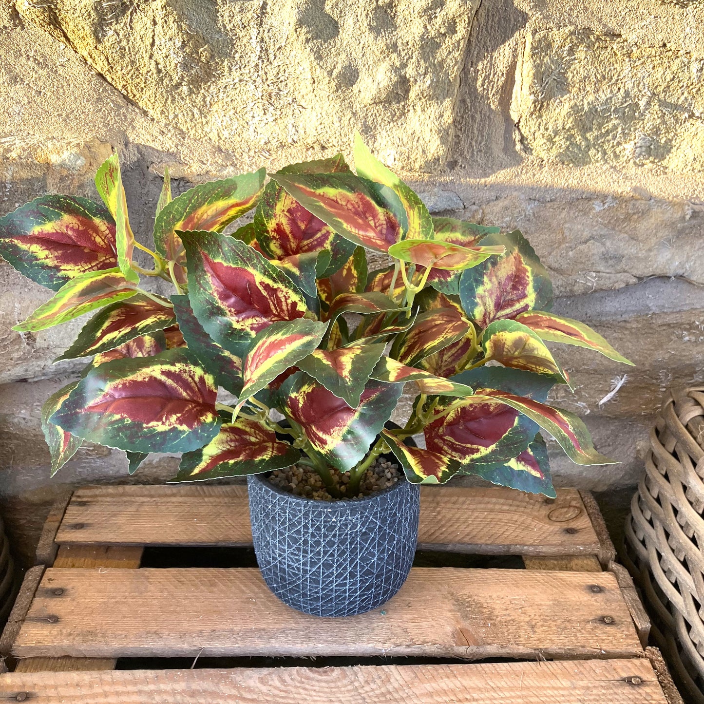 Printed Coleus Orb Large Bush (30cm)