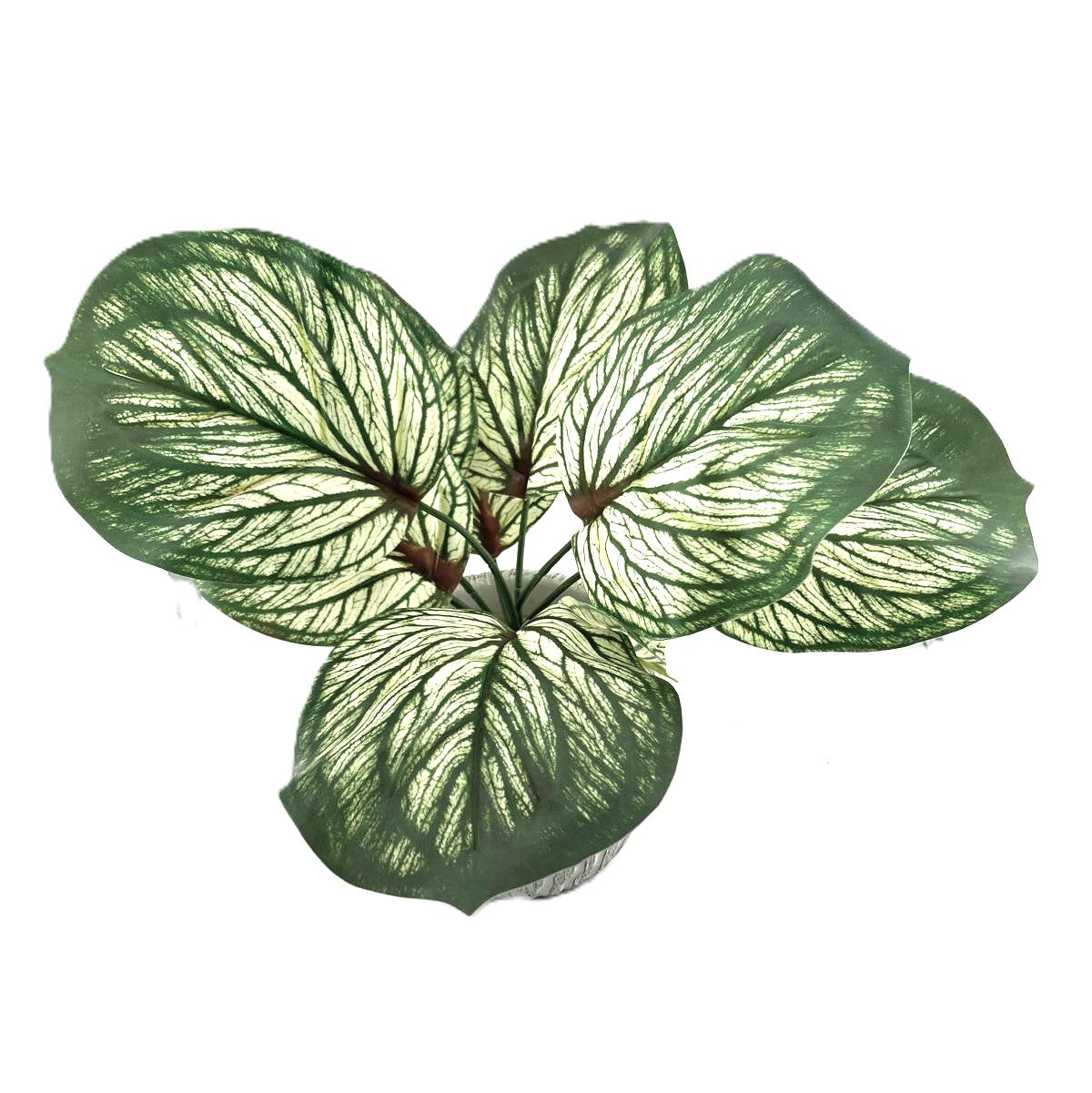 Brunnera Leaf Bunch In Green