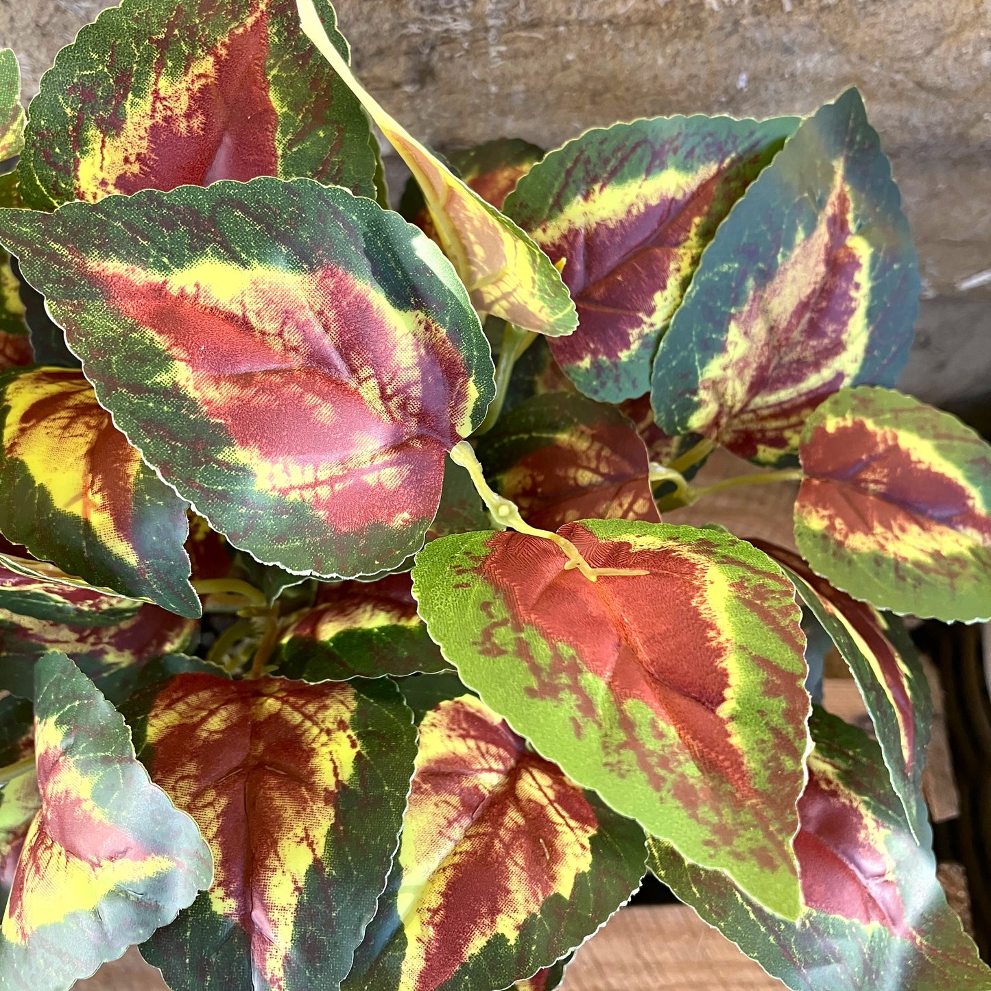 Printed Coleus Orb Large Bush (30cm)
