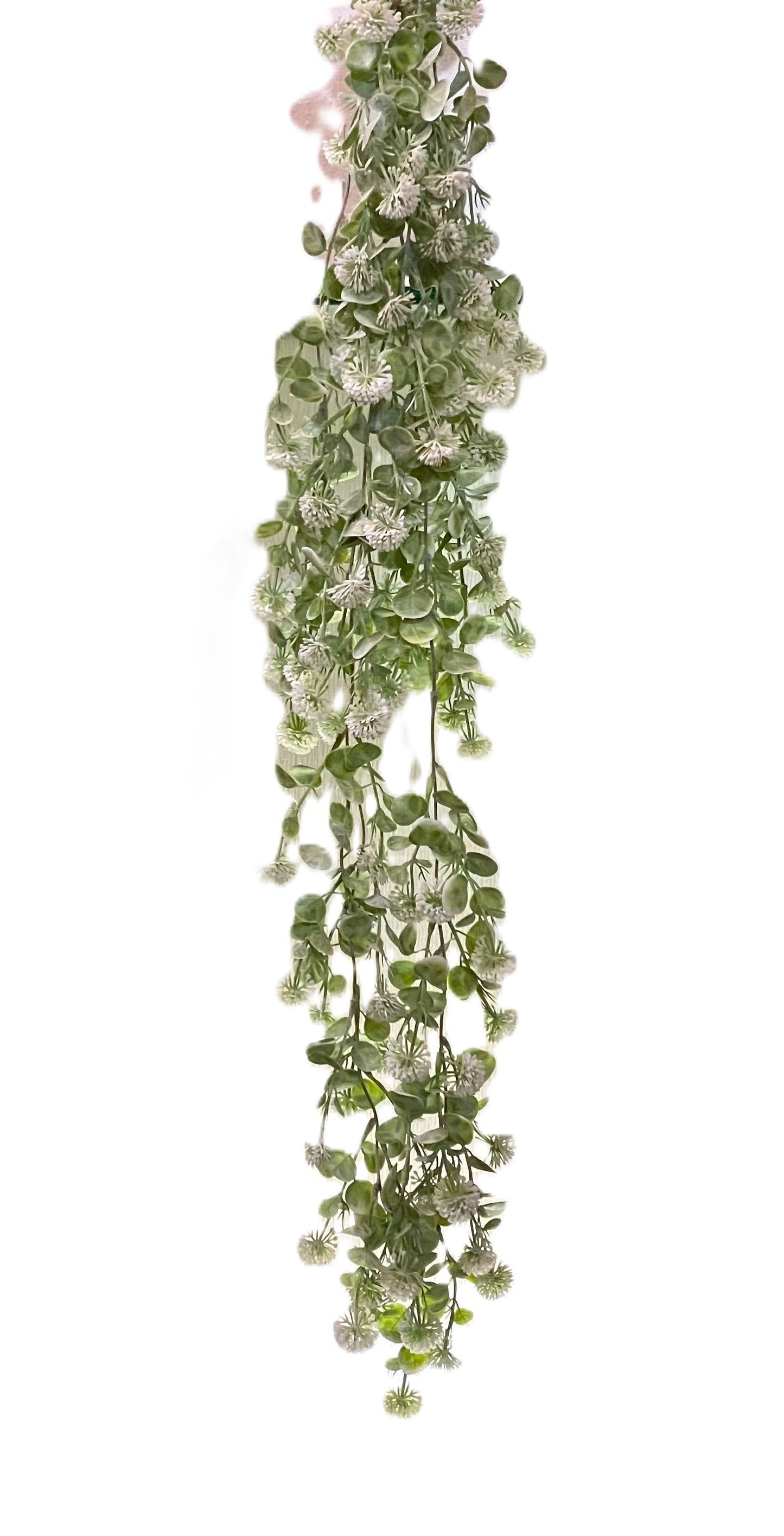 Curtain Wall Trailing Globe Ball - MULTIBUY - 6 Plants