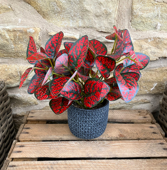 Spotted Dragon Leaf Large Bunch With Or Without Pot