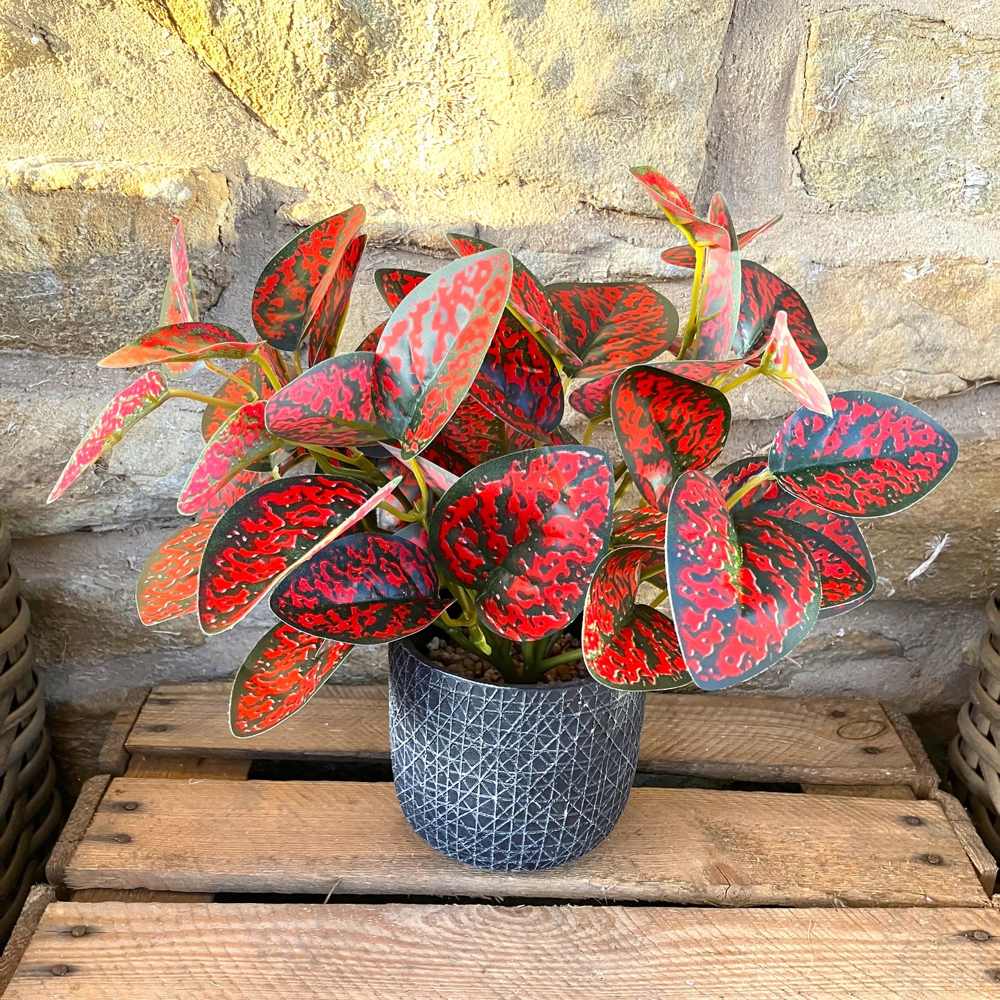 Spotted Dragon Leaf Large Bunch With Or Without Pot