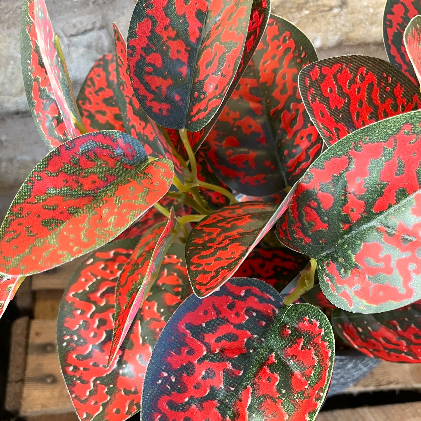 Spotted Dragon Leaf Large Bunch With Or Without Pot