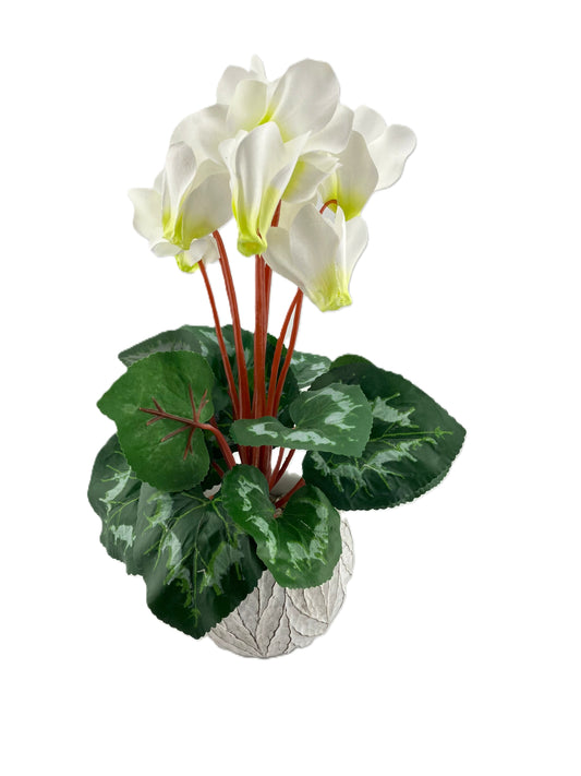 White Cyclamen in Round Oakland Pot