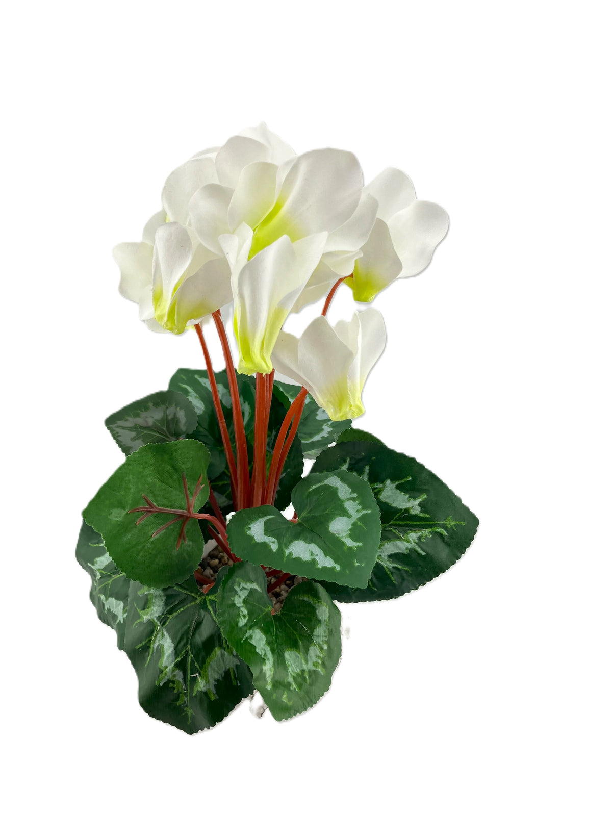 White Cyclamen in Round Oakland Pot