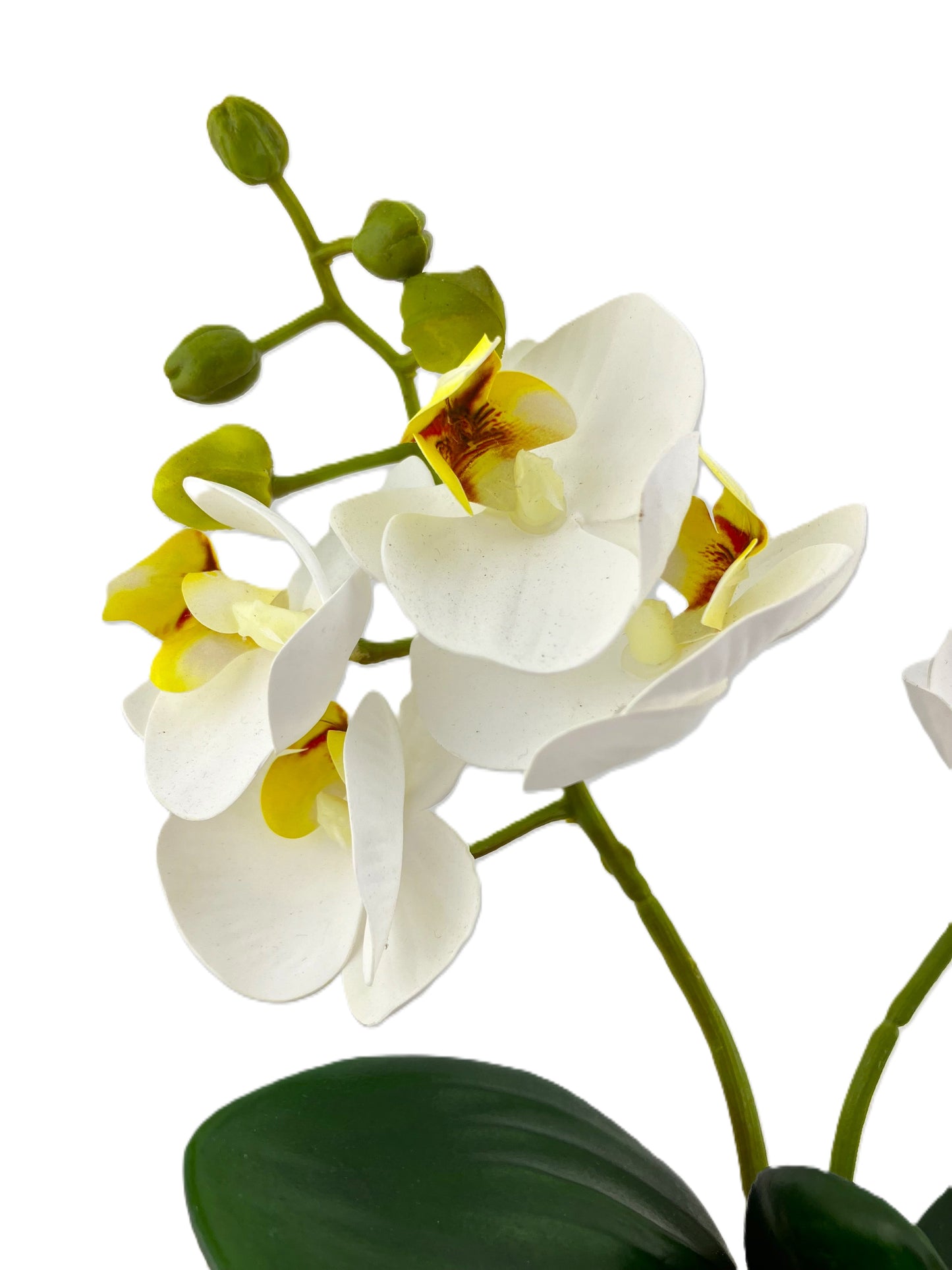 2 Stem Mini Phal Orchid Arrangement - Ivory in Pot