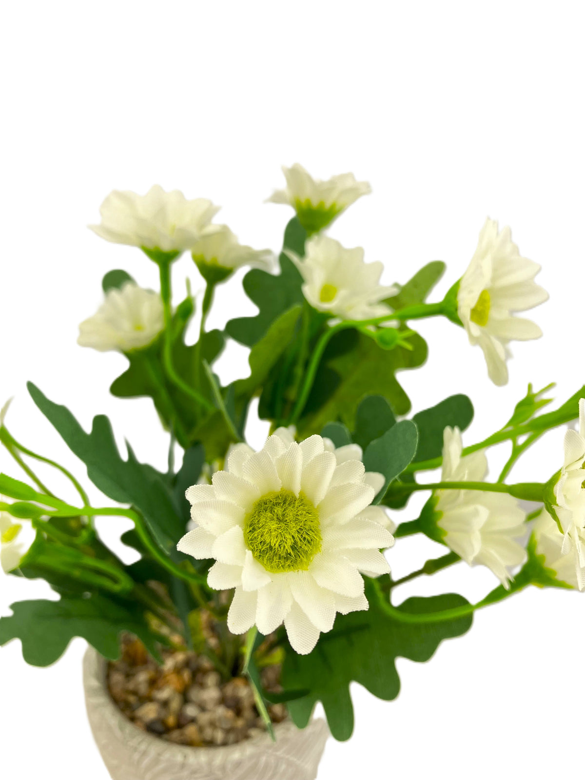 Various Coloured Silk Mia Daisy Bunch in Fern Pot