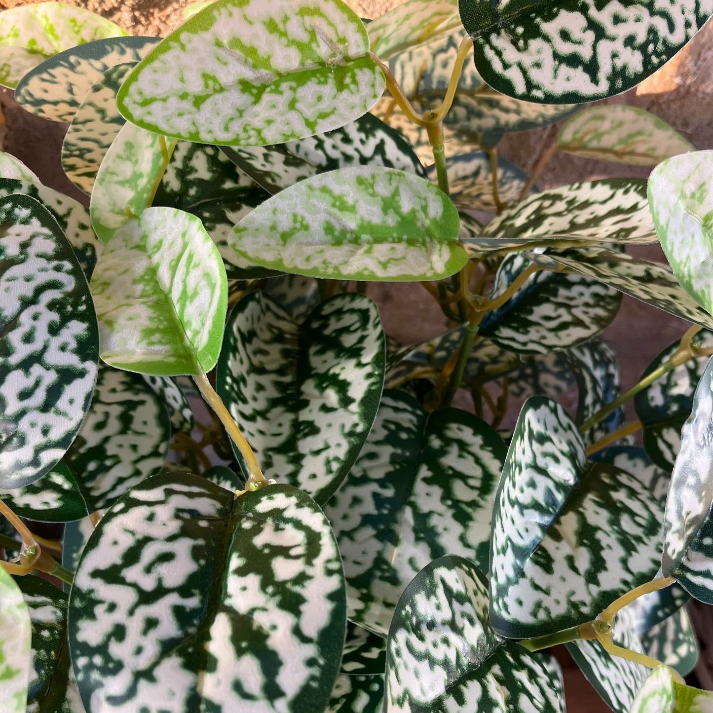 Hypoestes Phyllostachya Extra Large Bunch With Or Without Pot