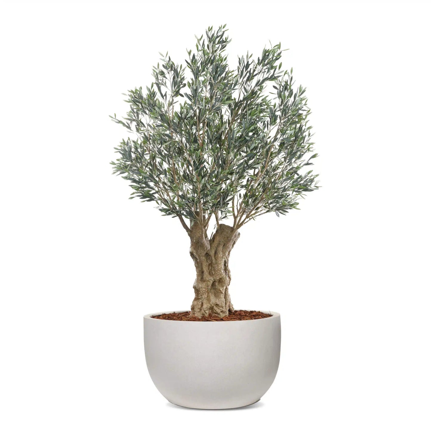 Olea Bella Mature Olive Tree