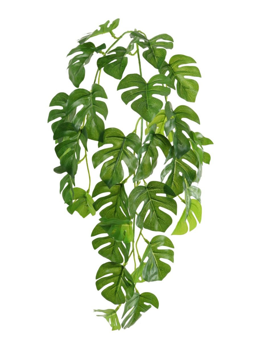 Mini Monstera Vine - 55cm