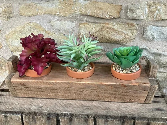 Trio Of Succulents in Wooden Planter