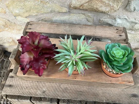Trio Of Succulents in Wooden Planter