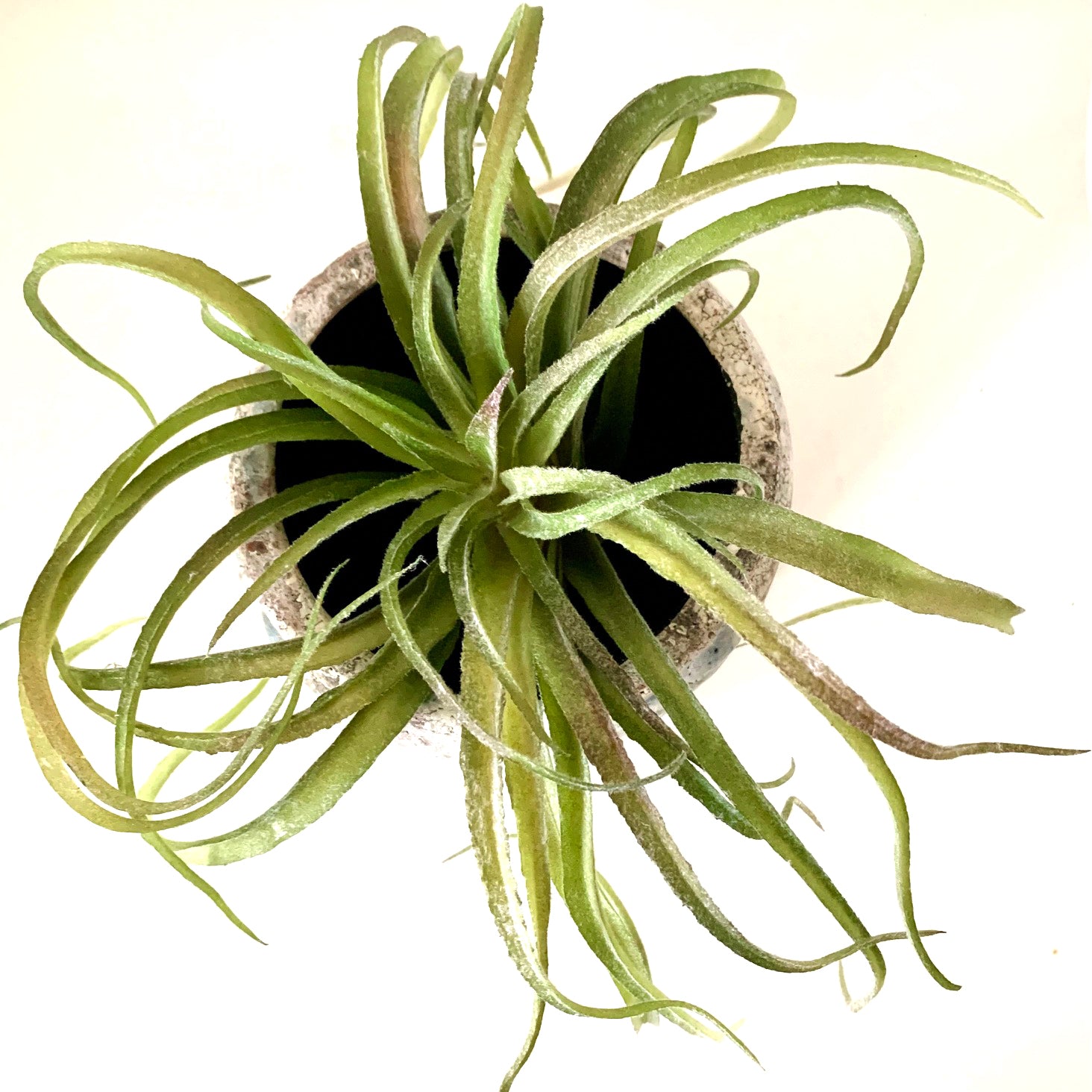 Faux Spider Succulent Head - Natural green, 25cm