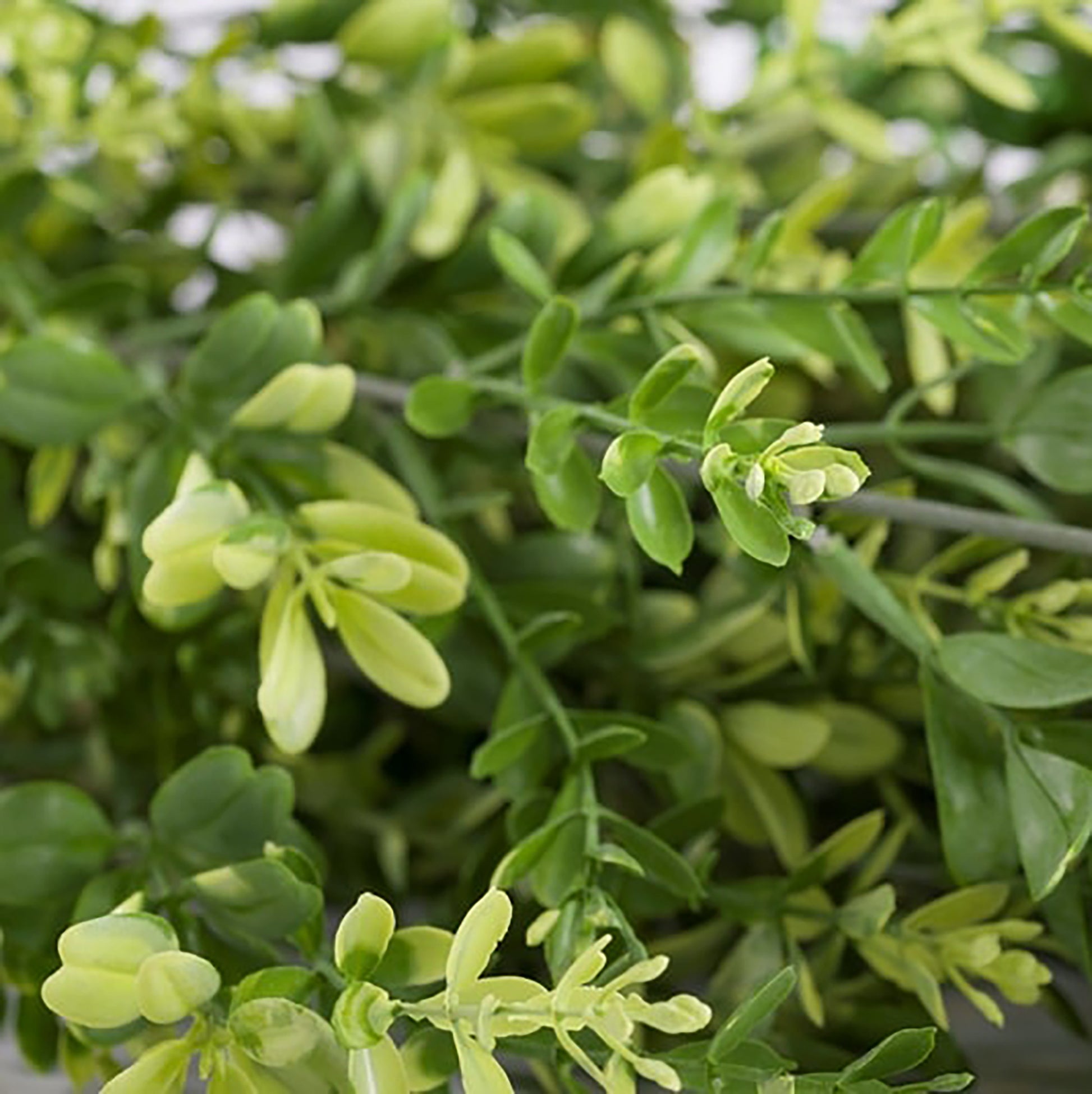Artificial Green Wall Texture Box -  Trailing Buxus