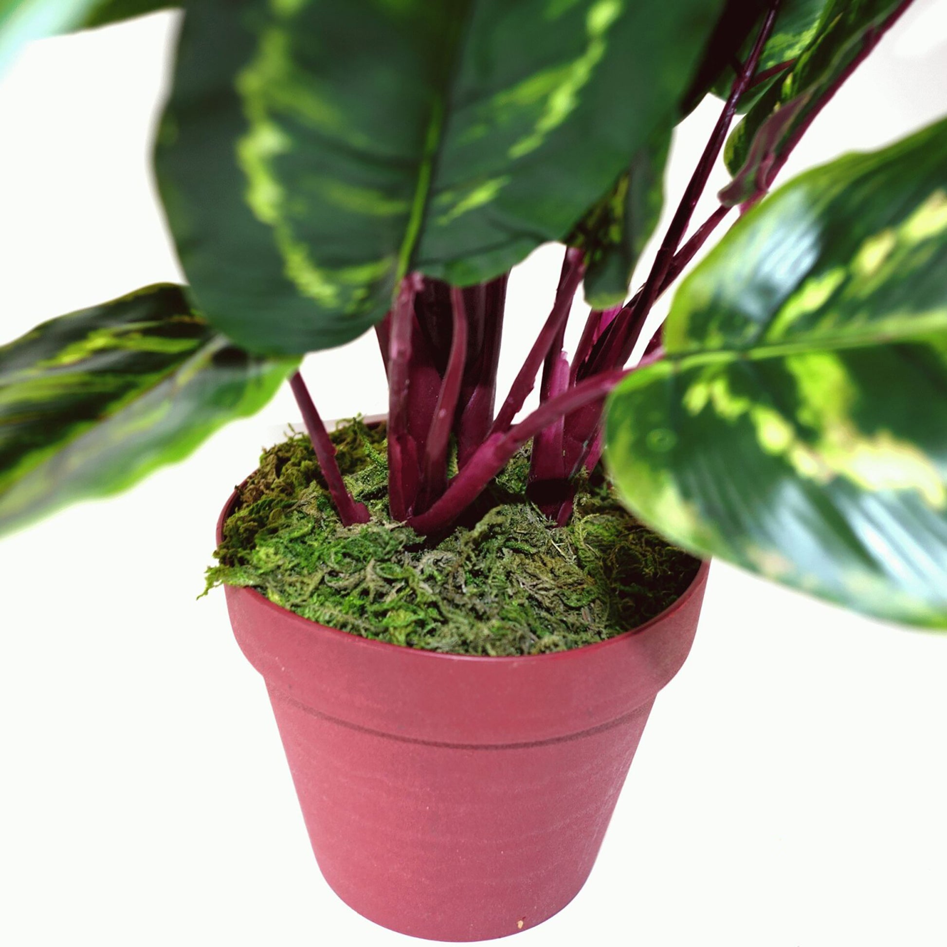 Artificial Medium Calathea Veitchiane Plant, 50cm