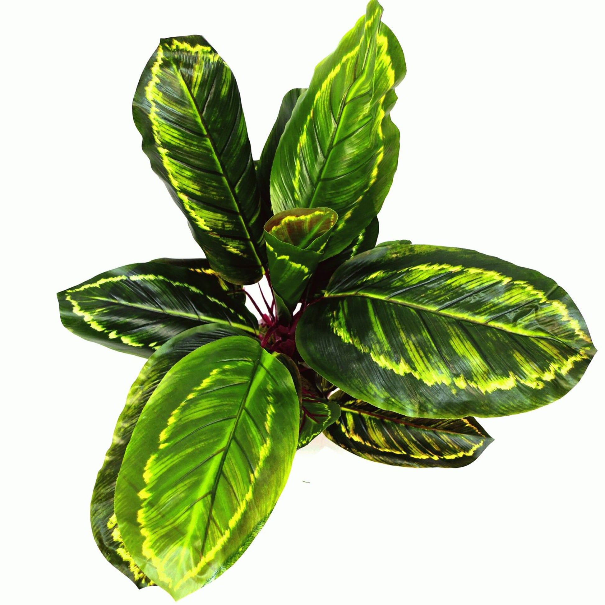 Artificial Medium Calathea Veitchiane Plant, 50cm