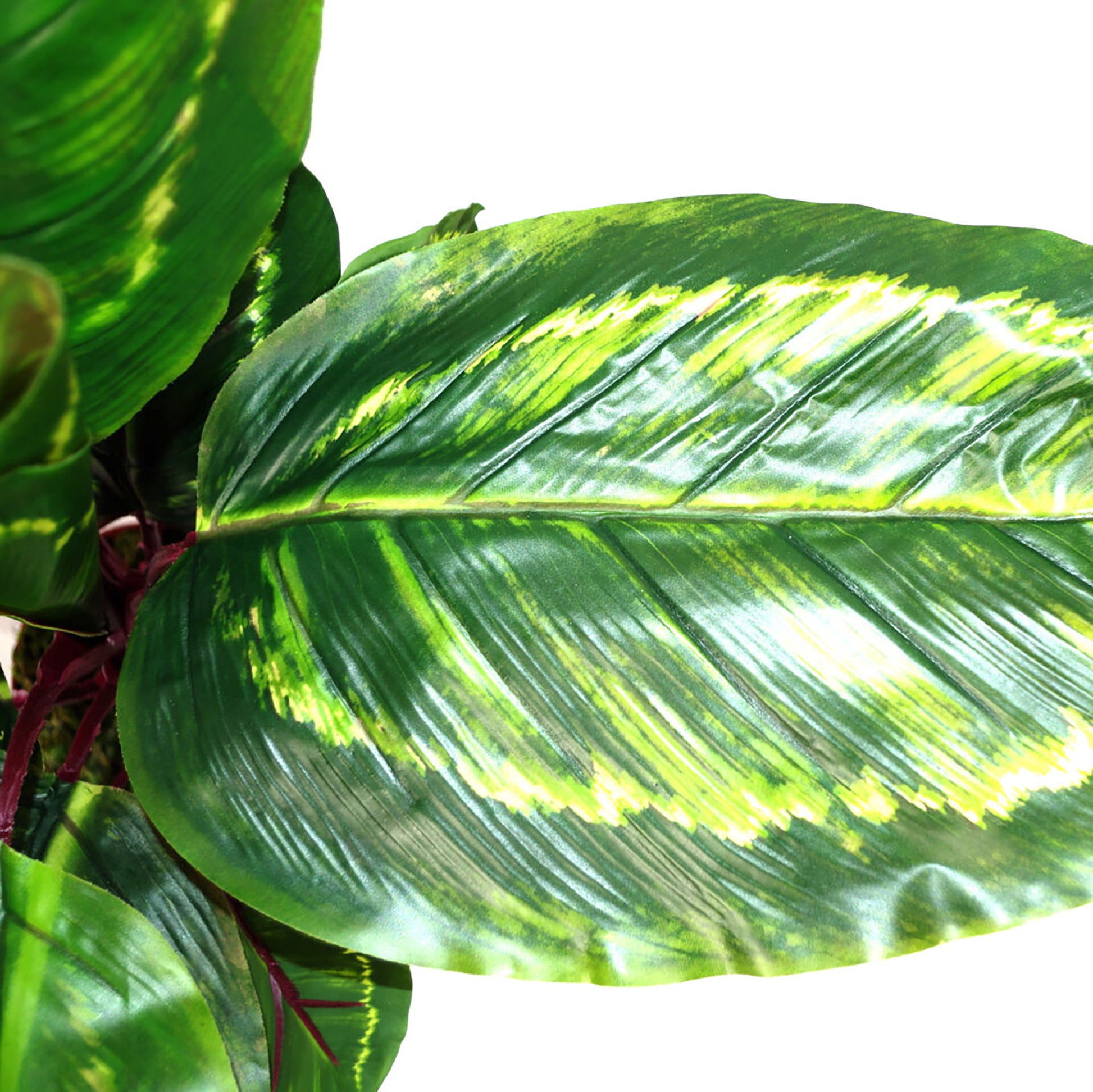 Artificial Medium Calathea Veitchiane Plant, 50cm