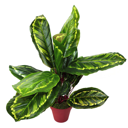 Artificial Medium Calathea Veitchiane Plant, 50cm