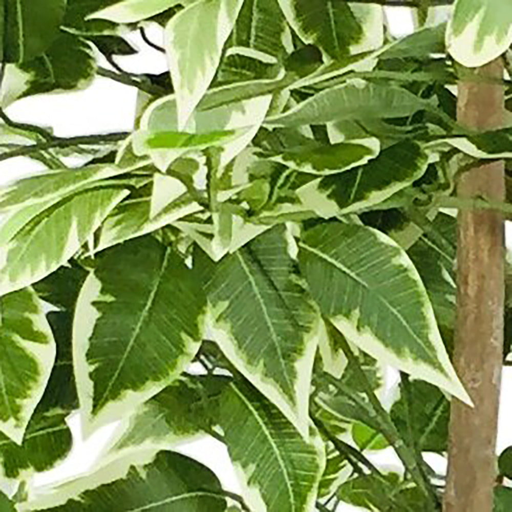 Artificial Ficus Tree - Variegated Leaves, 150cm (4.9ft)