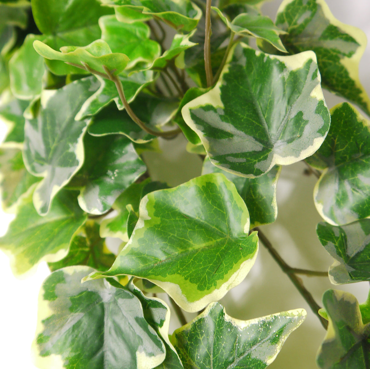 Artificial Trailing Ivy - Variegated, 85cm