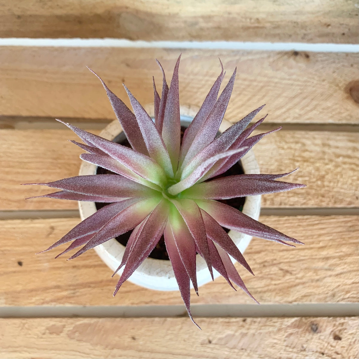 Faux Little Jewel Succulent Head - Purple Tips, 6cm
